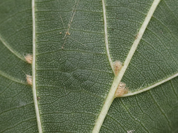 Tilia euchlora