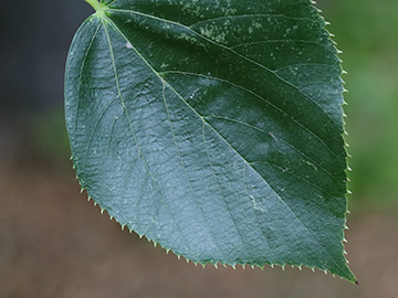 Tilia euchlora