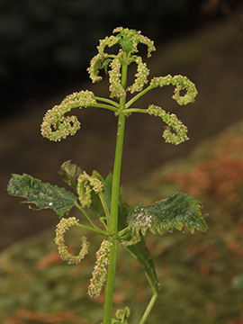 Urtica membranacea