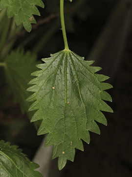 Urtica membranacea