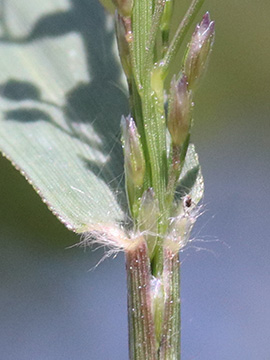 Eragrostis minor