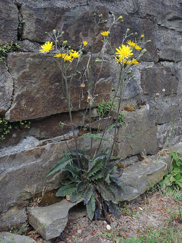 Hieracium maculatum laevifrons