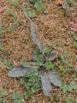 Hieracium maculatum laevifrons