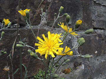 Hieracium maculatum laevifrons