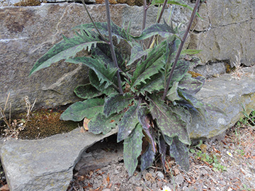 Hieracium maculatum laevifrons