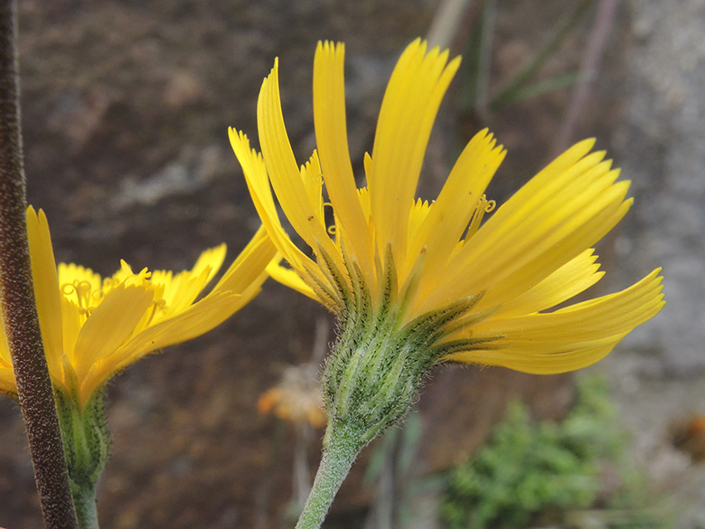 Hieracium maculatum laevifrons