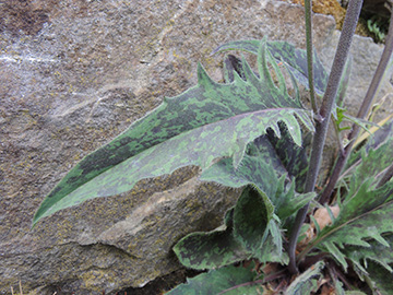 Hieracium maculatum laevifrons