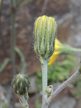 Hieracium maculatum laevifrons