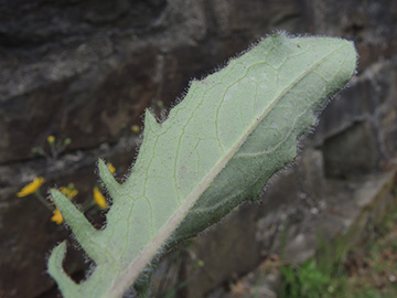 Hieracium maculatum laevifrons