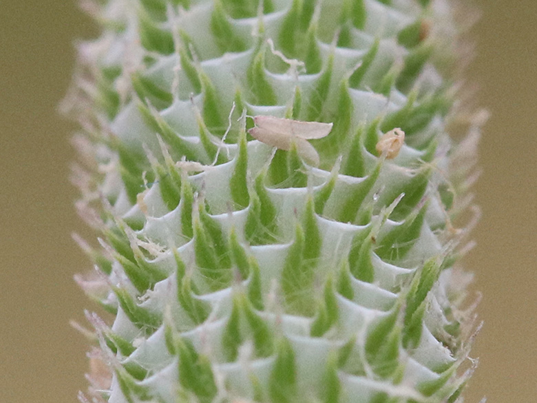Phleum nodosum