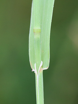 Phleum nodosum