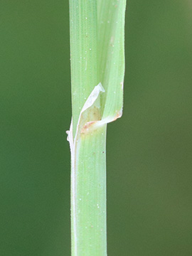 Phleum nodosum