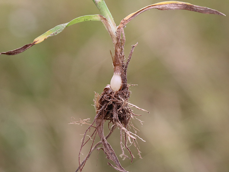 Phleum nodosum