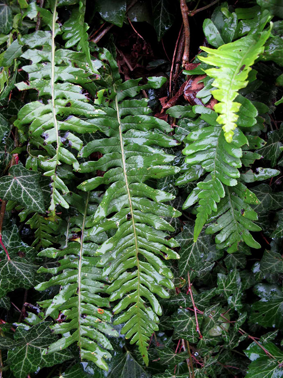 Polypodium mantoniae
