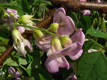 Robinia hispida