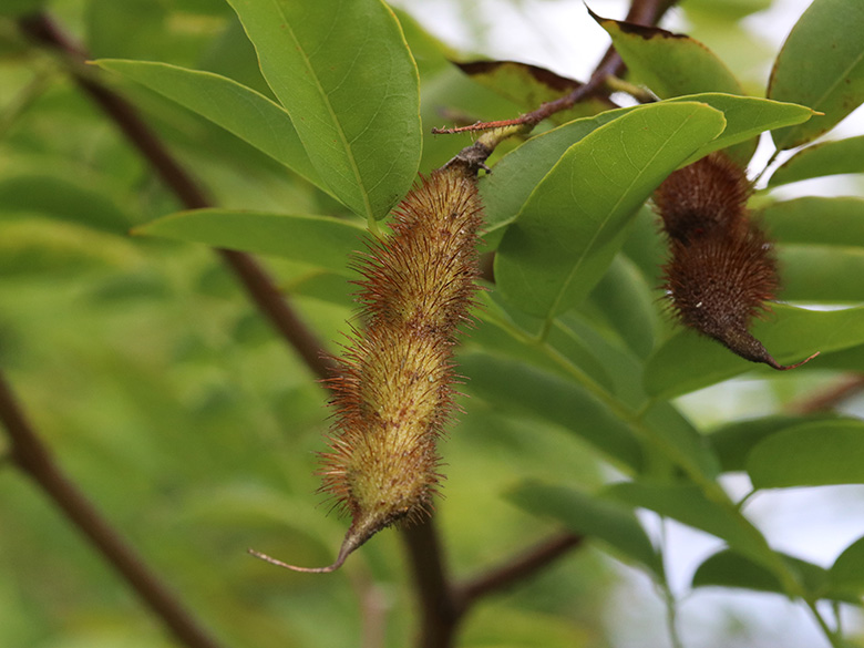 Robinia hispida