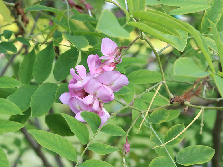 Robinia hispida