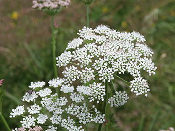 Selinum carvifolia