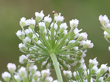 Selinum carvifolia