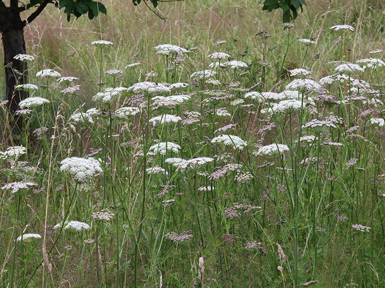 Selinum carvifolia
