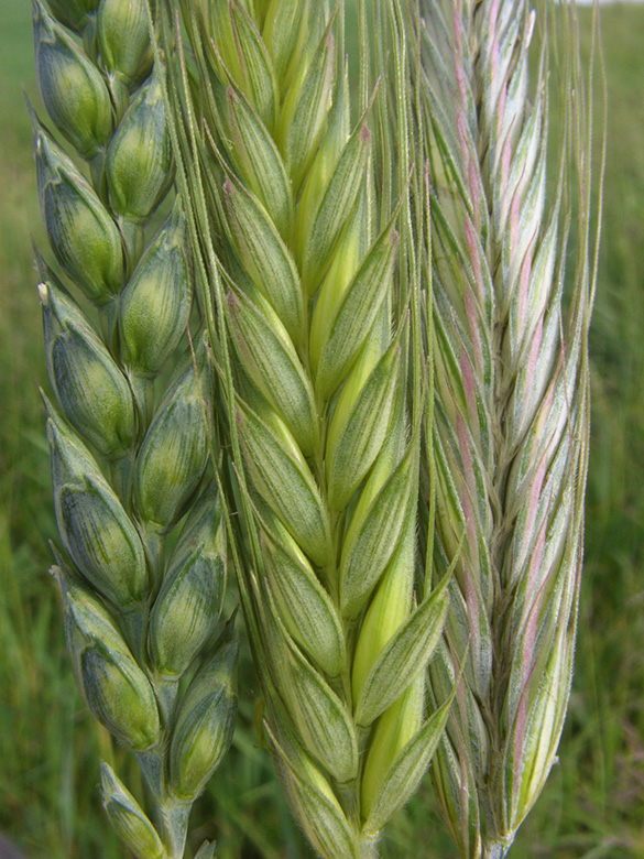 Triticale