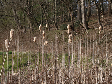 Typha latifolia