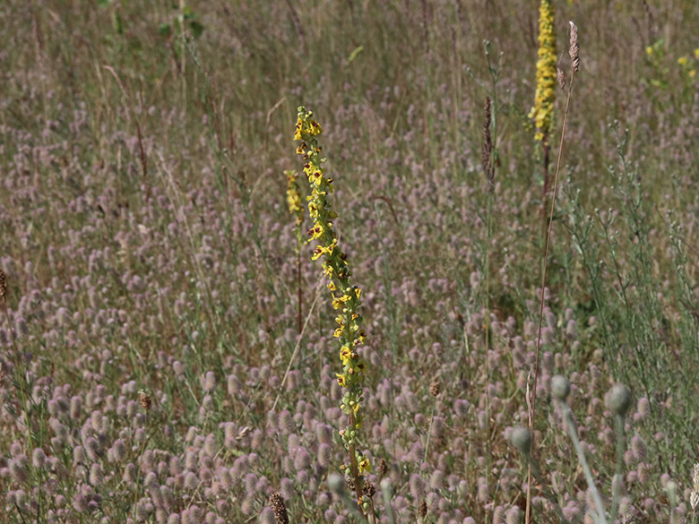 Verbascum nigrum