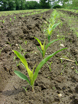 Zea mays