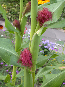 Zea mays