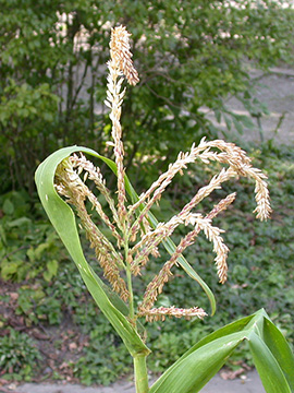 Zea mays
