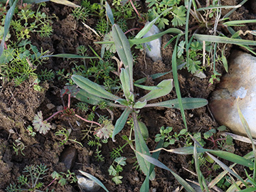 Bugossoides arvensis