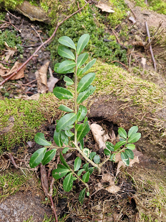 Ilex crenata