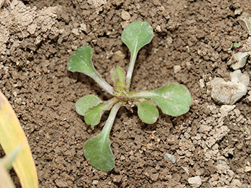 Legousia hybrida