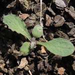 Sonchus asper - Raue Gänsedistel