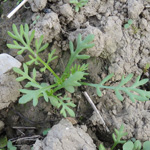 Tripleurospermum perforatum - Geruchlose Kamille