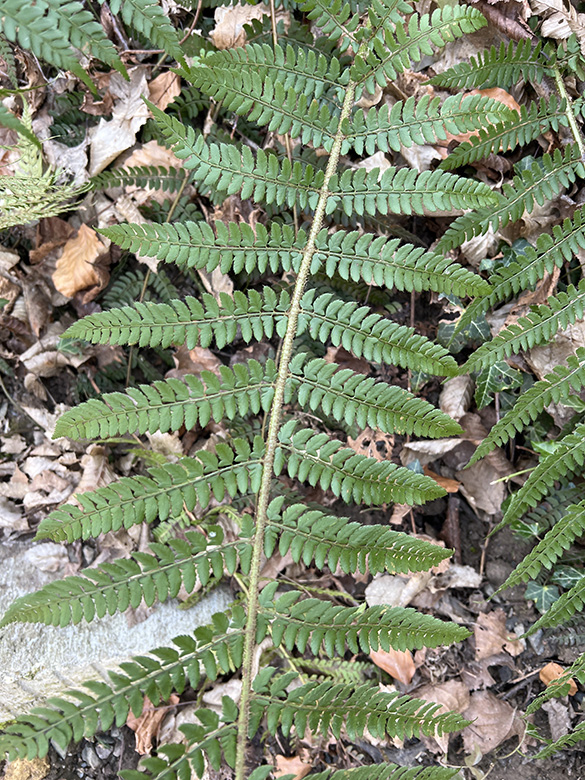 Polystichum setiferum