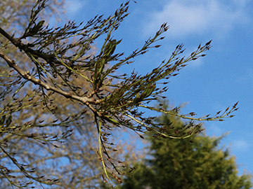 Fraxinus angustifolia