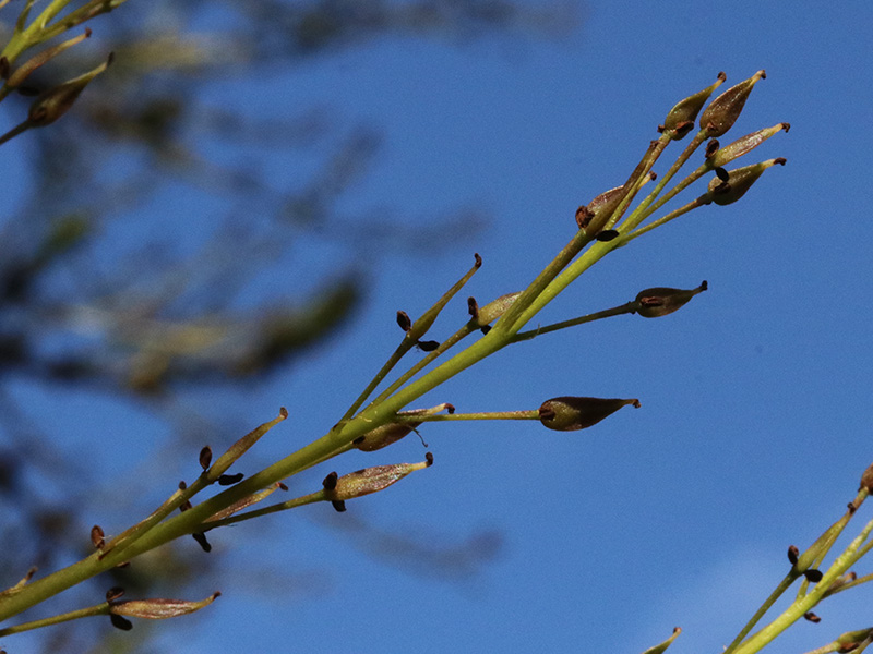 Fraxinus angustifolia