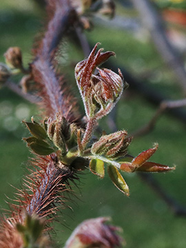 Robinia hispida