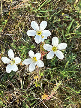 Saxifraga granulata