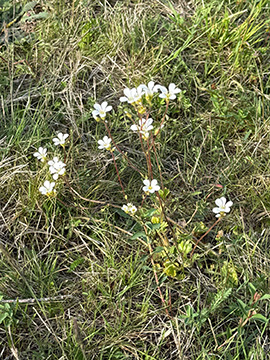 Saxifraga granulata