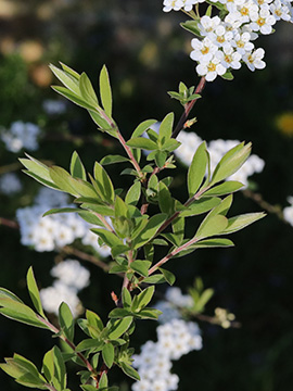 Spiraea arguta