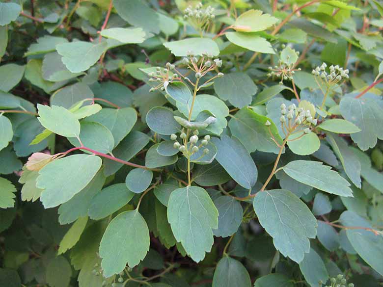 Spiraea vanhouttei