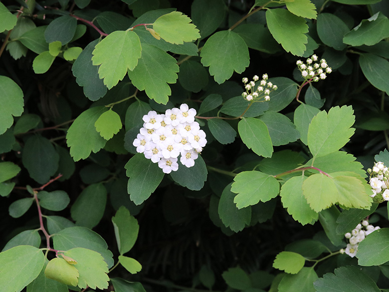 Spiraea vanhouttei