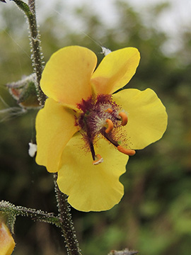 Verbascum blattaria