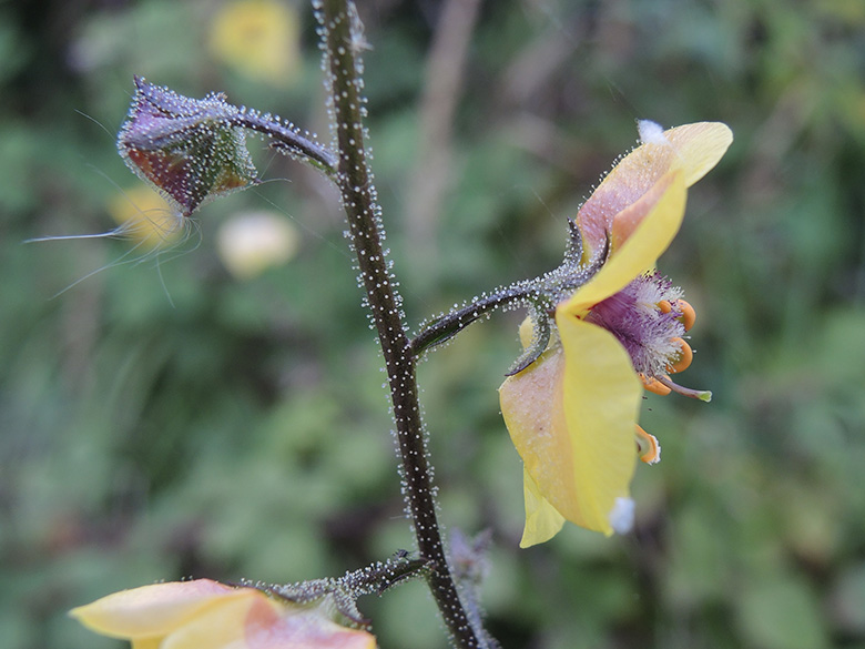 Verbascum blattaria