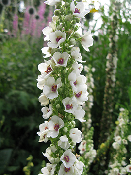 Verbascum nigrum Album