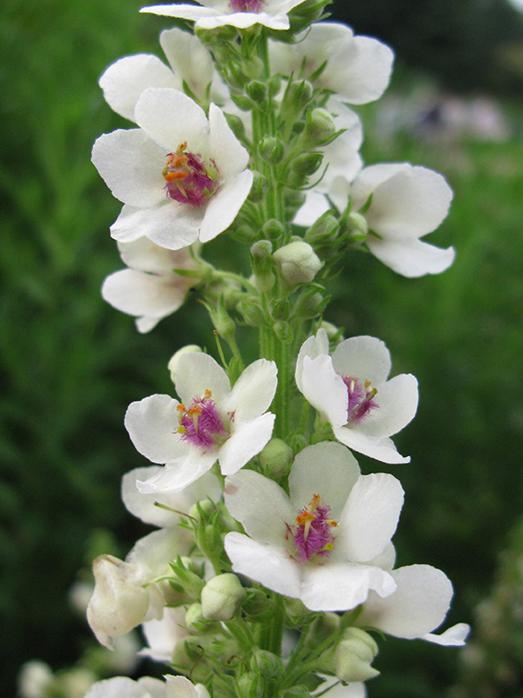 Verbascum nigrum Album