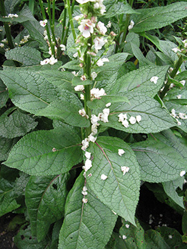 Verbascum nigrum Album