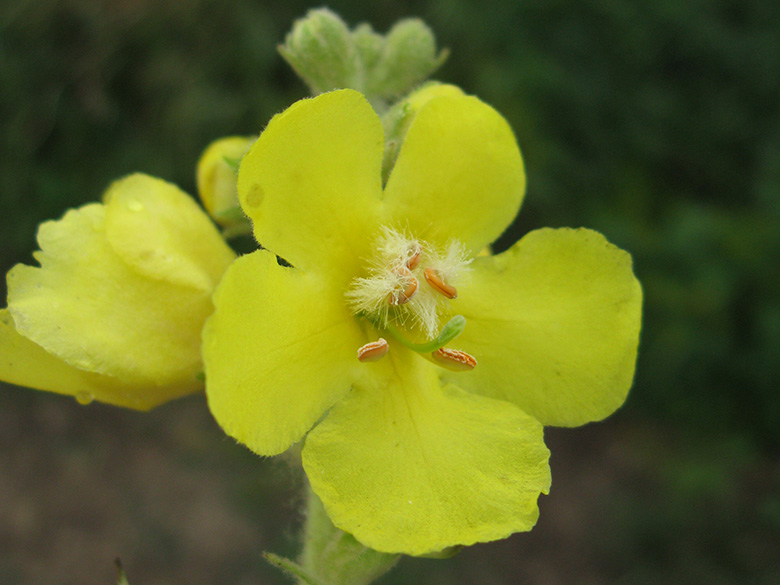 Verbascum phlomoides